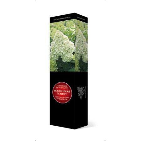 Hydrangea blizzard luxury "Magical Candle", 1 pc, tube, spring 2024-2