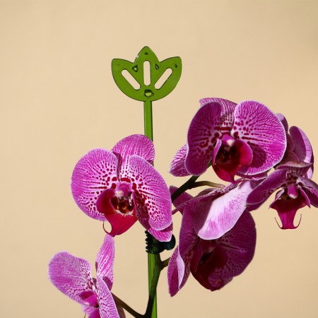 Support for orchids, h = 44 cm, plastic, green, mix-7