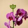 Support for orchids, h = 44 cm, plastic, green, mix
