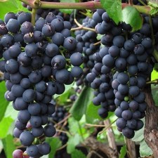 Grapes seedling 