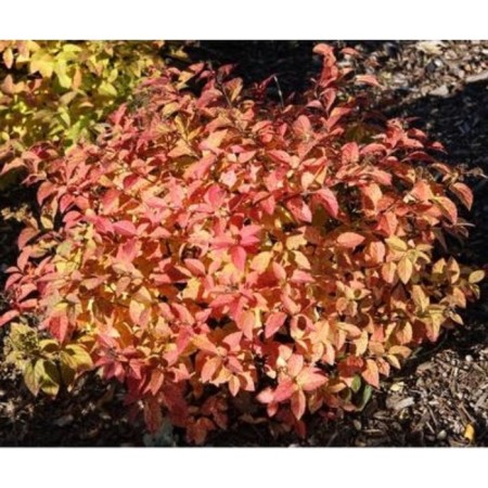Spirea Japanese litter flame, c2 pot, H10-50 height, 1 pc, summer 2024