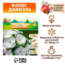 Флокс "Даниэль" р-р I, 2 шт,