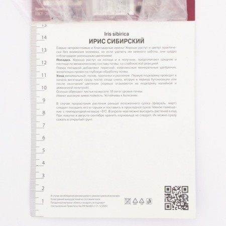 Iris Siberian Ankorkt, Rr. I, 1 pc, spring 2024-2