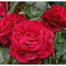 Seedling rose Floribunda 