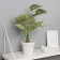 Bonsai in a pot "Aglanem Silver" 33x11 cm, green