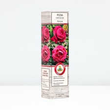 Seedling rose Plesy 