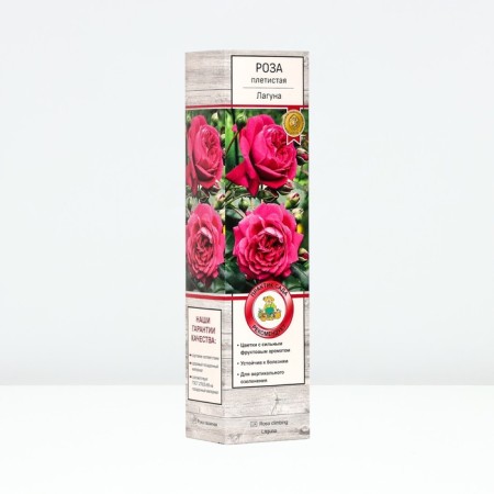 Seedling rose Plesy "lagoon", tube, 1 pc, spring 2025