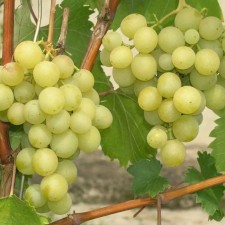 Grapes 