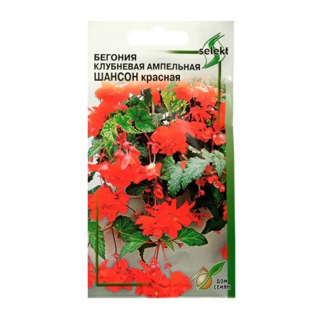 Belonia flower seeds tuberous, ampel, terry "chanson", red, 10 pcs.
