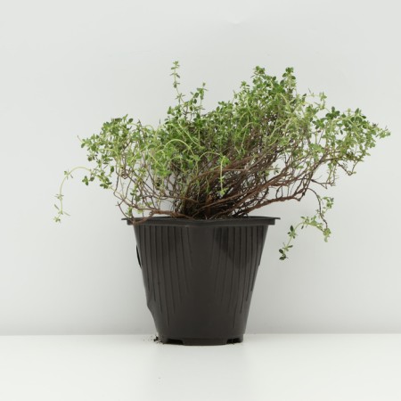 Timyan lemon -smelling "lemon", pot C3, 1 pc, spring 2024-1