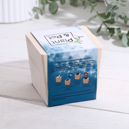 Set for growing p & p "Blue spruce"-1