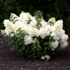 Гортензия метельчатая Саммэ Сноу, С3 горшок, Н10-50 высота, 1 шт, Лето 2024