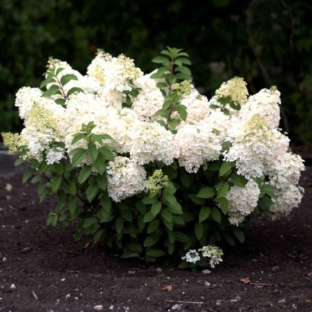 Hydrangea blizzard Snow Snow, C3 Pot, H10-50 Height, 1 pc, Summer 2024