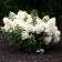 Hydrangea blizzard Snow Snow, C3 Pot, H10-50 Height, 1 pc, Summer 2024