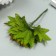 Decor for creativity "Maple leaf" 1 bouquet = 12 leaves green 10x8x6 cm