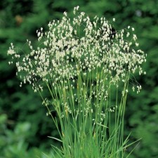 Shaking is medium, s5 pot, n10-50 height, 1 pc, summer 2024