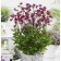 Astrality Large Ruby Claud, C2 pot, 1 pc, summer 2024