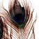 A set of peacock feathers for decor 2 pcs.