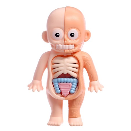 Euryki set for experiments "Human body structure", 15 details-1