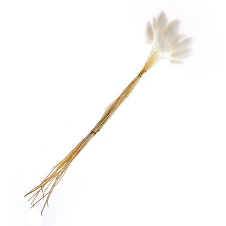 Dry -flowers "Lagurus", set of 30 pcs., White color-4