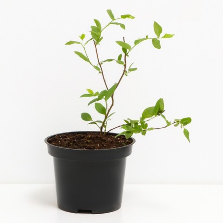 Blueberries tall Blacrop, C2 pot, H20-40 Height, 1 pc, summer 2024-1