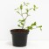Blueberries tall Blacrop, C2 pot, H20-40 Height, 1 pc, summer 2024
