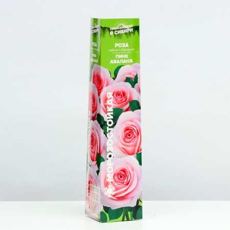 Seedling rose tea-hybrid "Pink Avange", 1 pc, spring 2024-1