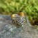 The amulet ring "Square Svarog", brass