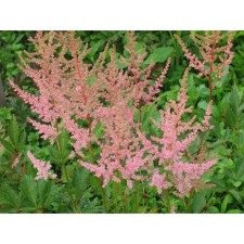 Astilba Erica Arena, C1.5 pot, H10-50 height, 1 pc, summer 2024