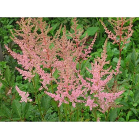 Astilba Erica Arena, C1.5 pot, H10-50 height, 1 pc, summer 2024