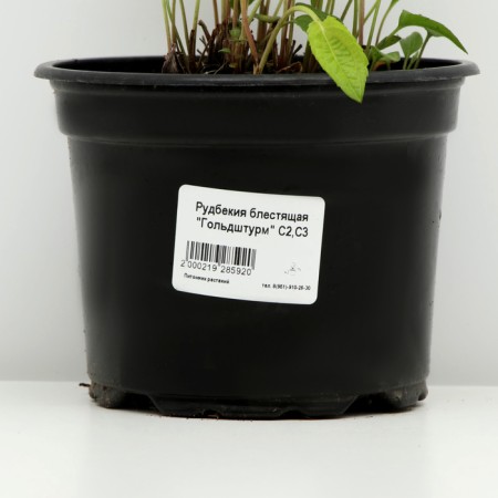 Rudbekia brilliant "Goldsturm", pot C2, 1 pc, spring 2024-3