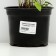 Rudbekia brilliant "Goldsturm", pot C2, 1 pc, spring 2024