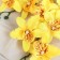 Artificial flowers "Orchid Falenopsis multiflora" 6x37 cm, yellow