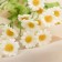 Artificial flowers "Matrikaria" d-2 cm 40 cm, white