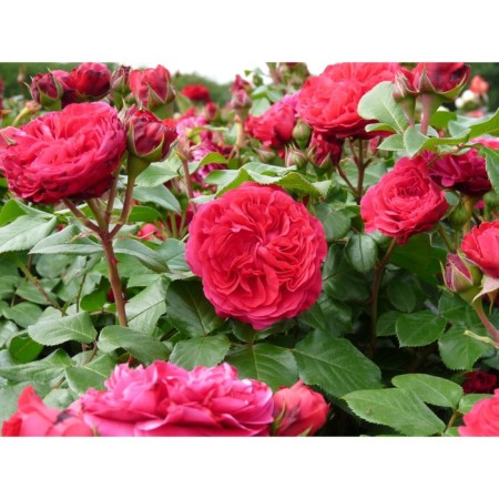 Seedling Rosa Meyan Floribunda "Red Leonardo da Vinci", tube, 1 pc, spring 2025