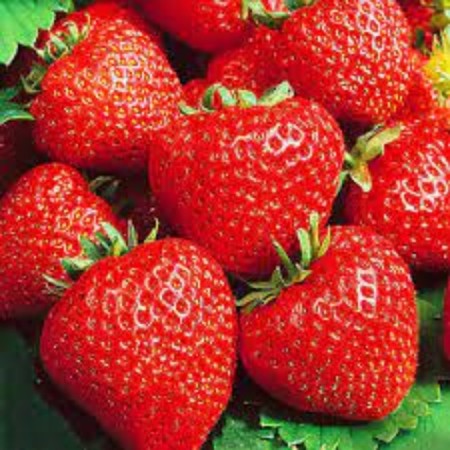Strawberry seedlings of Friga Malvina A (9-15 mm), p9 pot