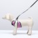 AMUNICE COMMUNICAL with soft harness, XL, leash 120 x 1.5 cm, Osh 38-52 cm, OG 42-60 cm, pink 78