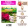 Flox "Bambini Cherry Krash" rr I, 2 pcs,