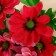 Bouquet "Clematis hybrid" D-7 cm 33 cm 14 flowers, mix