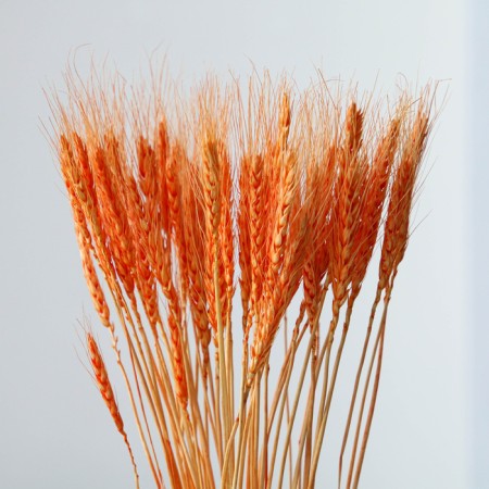 Dry wheat column, set 50 pcs., Orange color-1