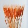 Dry wheat column, set 50 pcs., Orange color