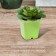 Pot for seedlings, 250 ml, d = 7 cm, h = 8 cm, mix