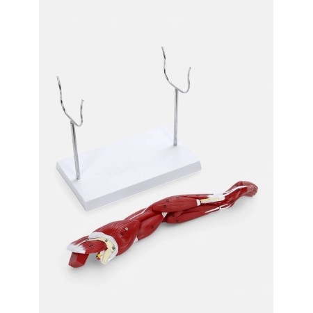 Matcage "Hand, Muscle Building" 38cm-4