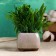 Pot "Cube Algot" Beige, 6x5cm