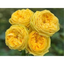 Seedling rose spray 