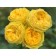 Seedling rose spray "Catalina", tube, 1 pc, spring 2025