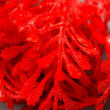 Artificial plant for creativity "thuja" 1 bouquet = 6 branches raspberry 13 cm-3
