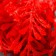 Artificial plant for creativity "thuja" 1 bouquet = 6 branches raspberry 13 cm