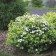Spirea birch-rod torus, s2 pot, H10-50 height, 1 pc, summer 2024