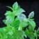 The artificial aquarium bush, 10 cm, green